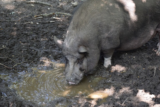 个联盟的动 个联盟的动