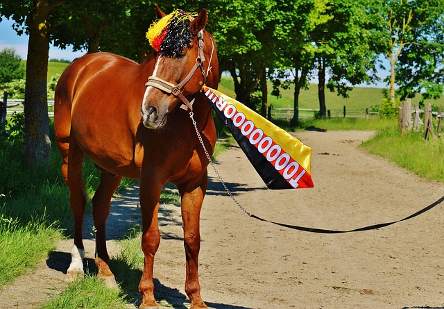 的训练方法 的训练方法