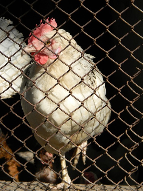 人注目的是 人注目的是